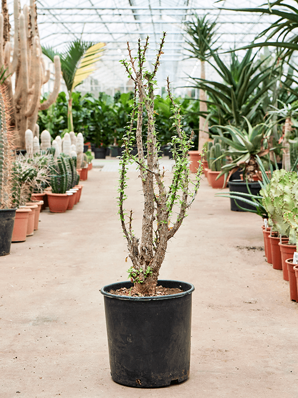 Lush Ocotillo Fouquieria splendens Indoor House Plants