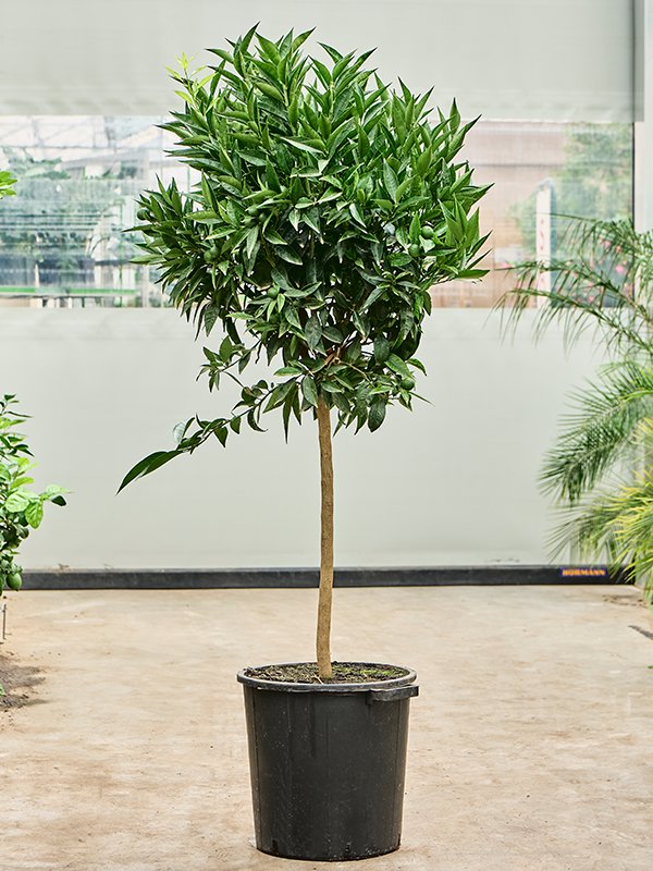 Citrus reticulata 'Mandarino'