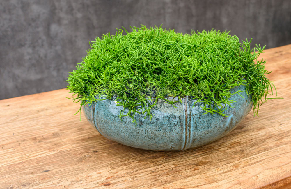Ceramic Bowl Lined Glossy Planter Pot In/Out