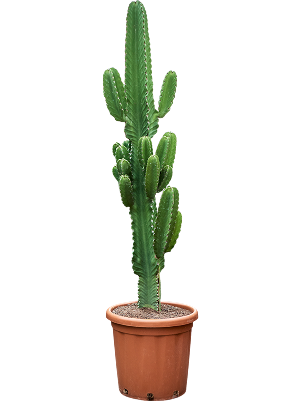 Photogenic Cowboy Cactus Euphorbia ingens (110-150) Indoor House Plants