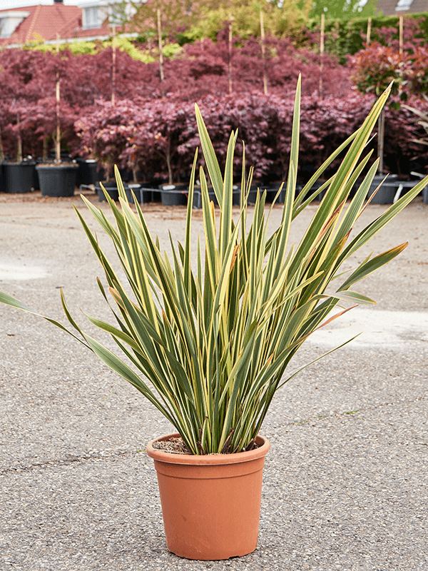 Photogenic New Zealand flax Phormium tenax 'Brown Sugar' Indoor House Plants