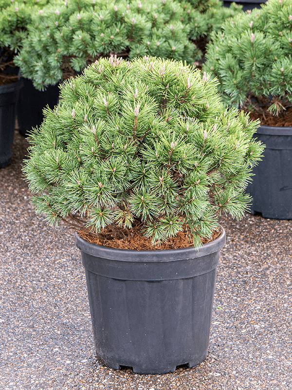 Lush Pinus mugo 'Mops'