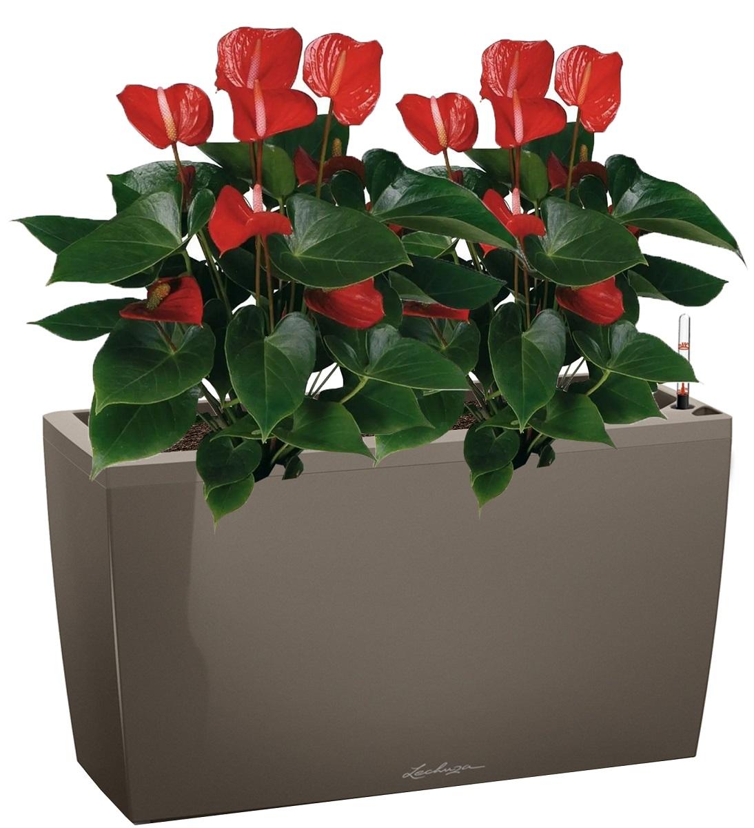 Blooming Anthurium Andraeanum Mix in LECHUZA CARARO Self-watering Planter, Total Height 80 cm