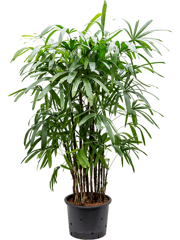 Tropical Lady Palm Rhapis excelsa Indoor House Plants