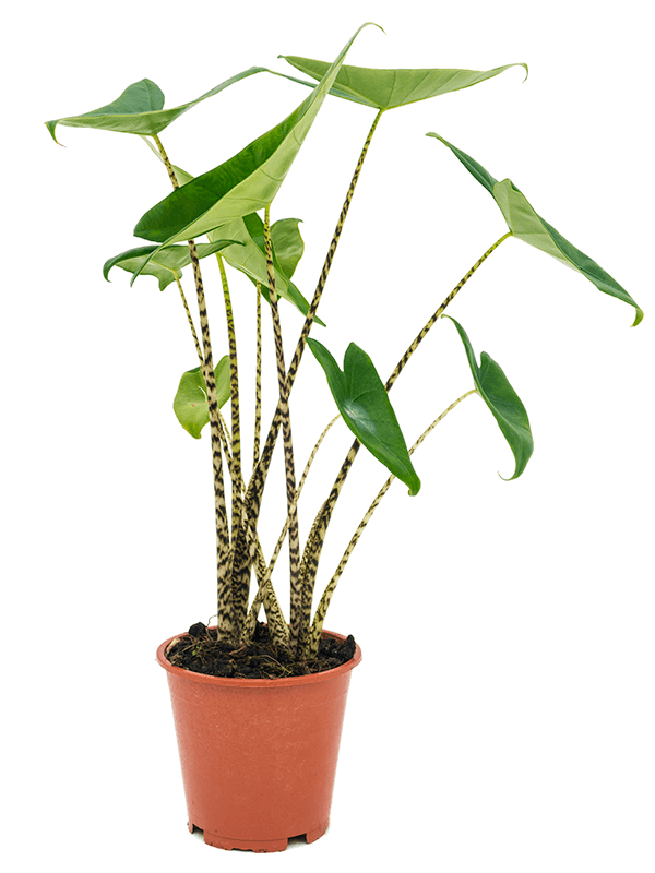 Easy-Care Elephant Ear Alocasia zebrina Indoor House Plants