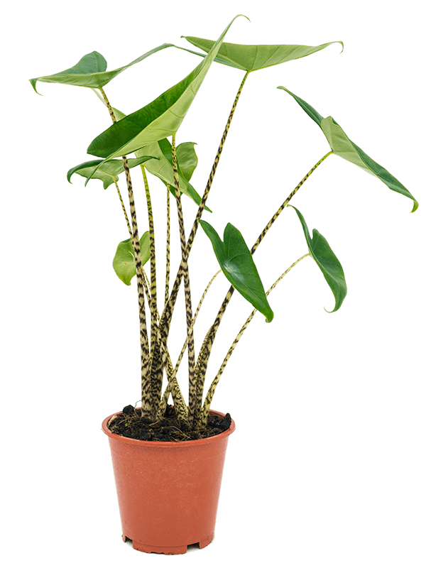 Easy-Care Elephant Ear Alocasia zebrina Indoor House Plants