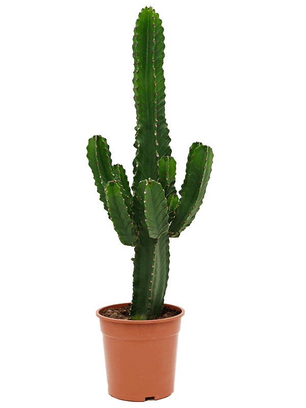 Photogenic Cowboy Cactus Euphorbia ingens Indoor House Plants