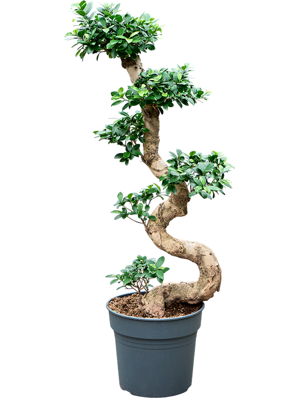 Lush Curtain Fig Ficus microcarpa 'Compacta' Tall Indoor House Plants Trees