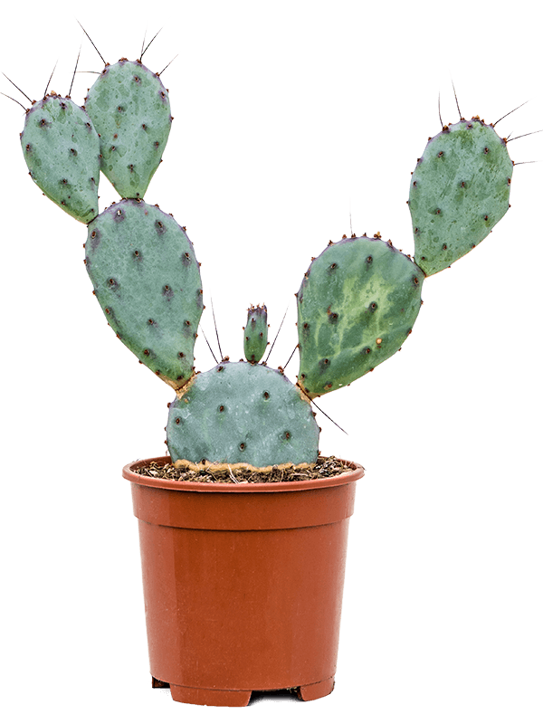 Easy-Care Purple Prickly Pear Cactus Opuntia santa rita Indoor House Plants