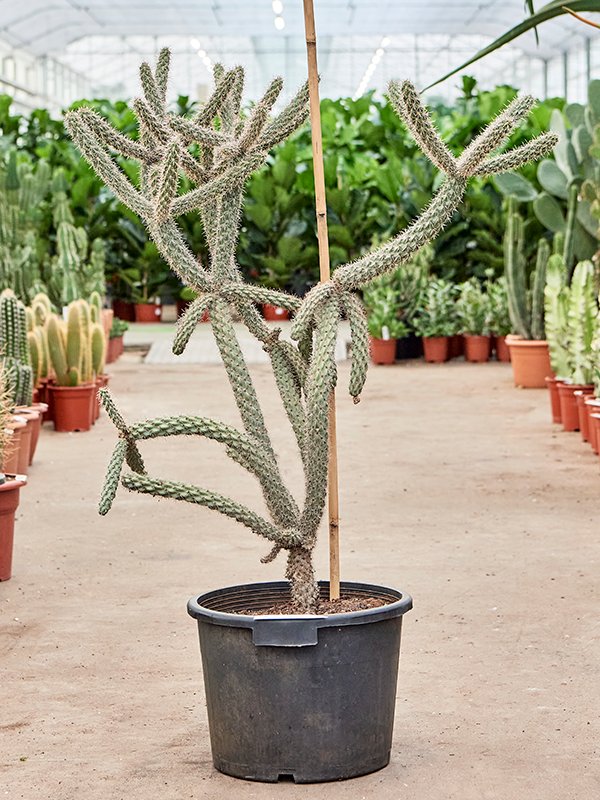 Cylindropuntia spinosior
