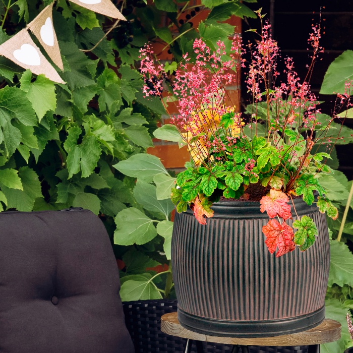 How to Take Care of Plants in Winter How to Take Care of Plants in Winter