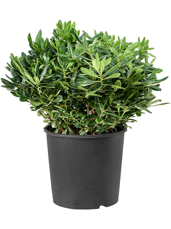 Easy-Care Japanese Mock Orange Pittosporum tobira Tall Indoor House Plants Trees