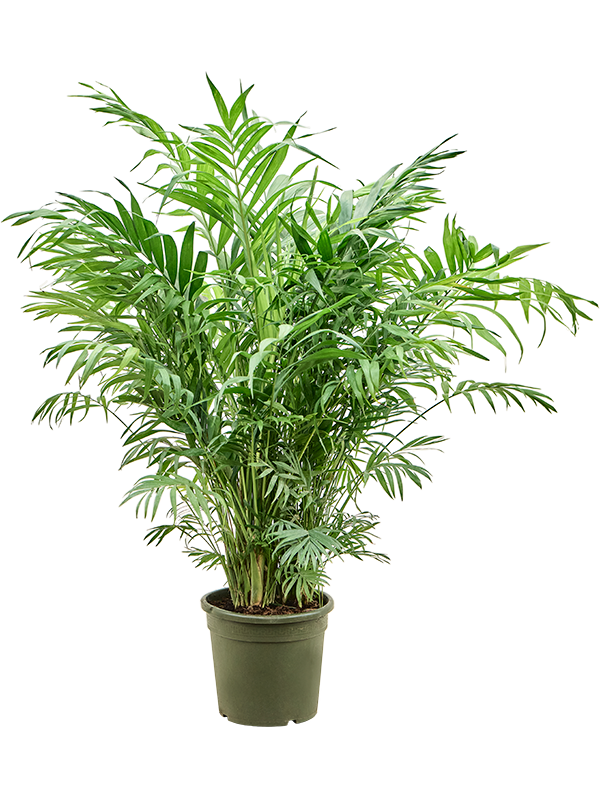 Shade-loving Parlour Palm Chamaedorea elegans Indoor House Plants