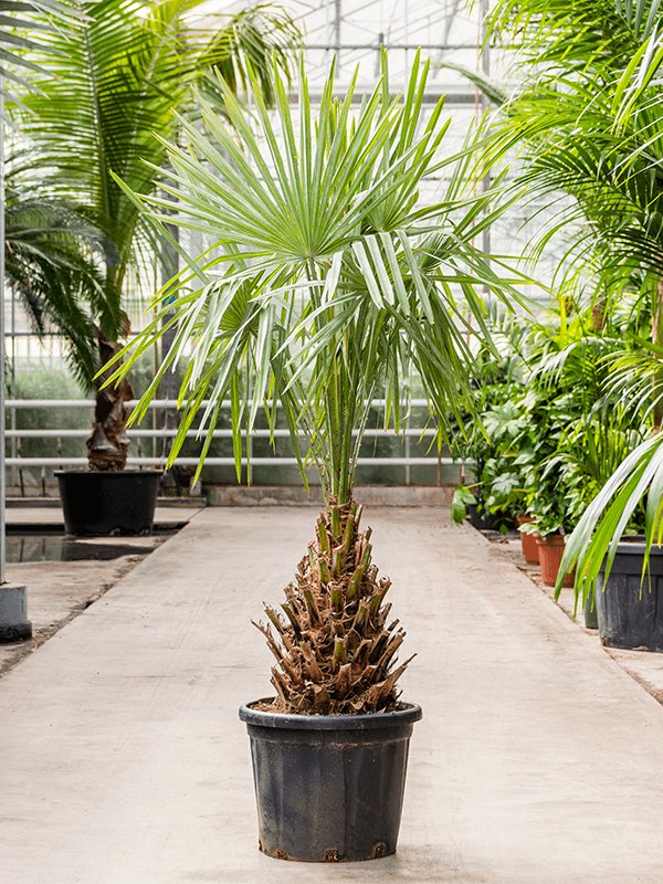 Tropical Caranday Palm Copernicia alba Tall Indoor House Plants Trees