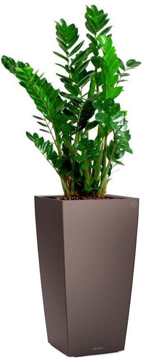 Zamioculcas Zamiifolia in LECHUZA CUBICO Self-watering Planter, Total Height 150 cm
