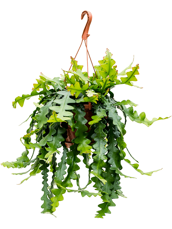 Cheerful Zig-Zag Cactus Epiphyllum anthonyanus Indoor House Plants