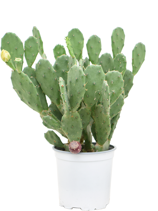 Easy-Care Barbary Fig Opuntia vulgaris Indoor House Plants