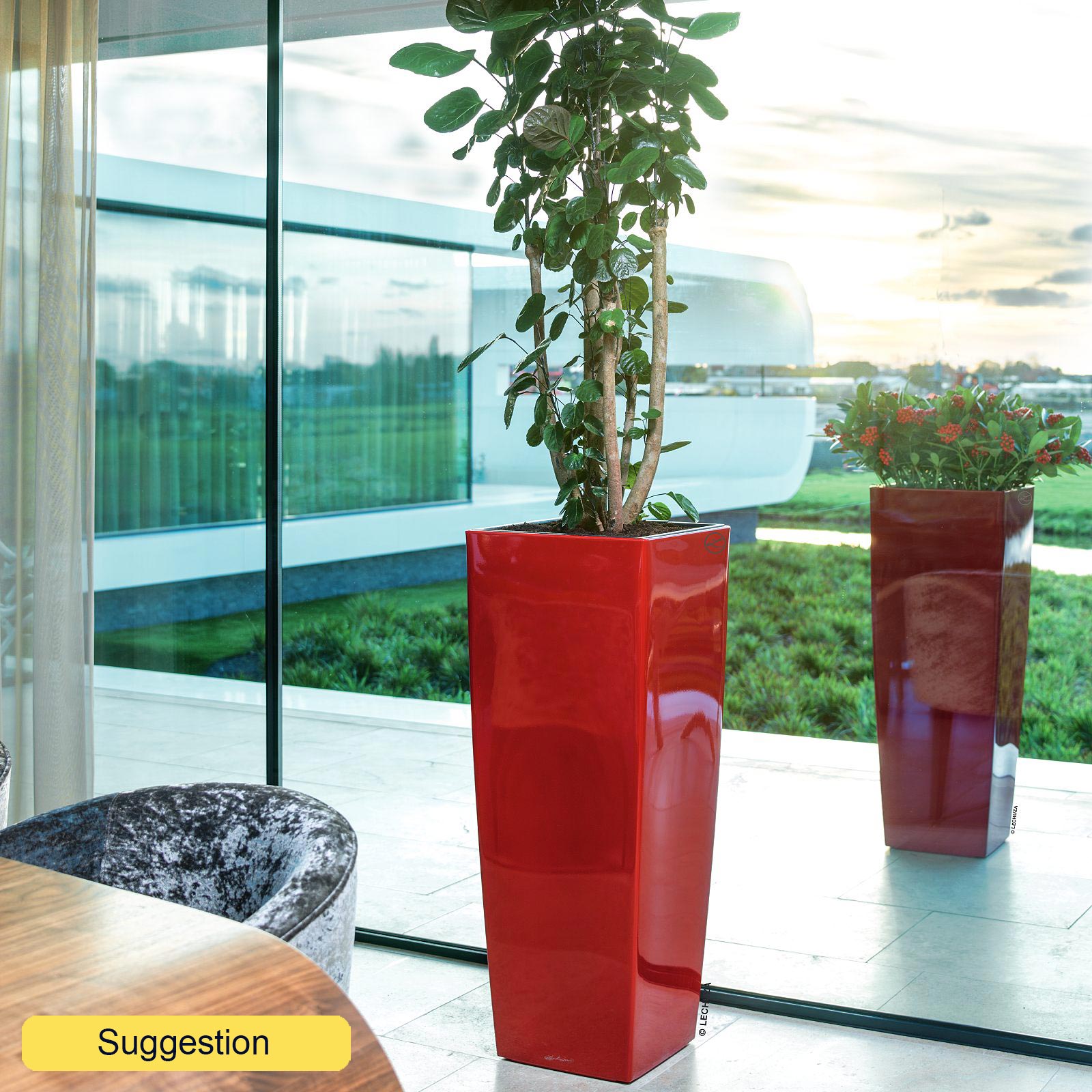 Graceful Dinner Plate Aralia (Polyscias) 'Fabian' Indoor House Plants