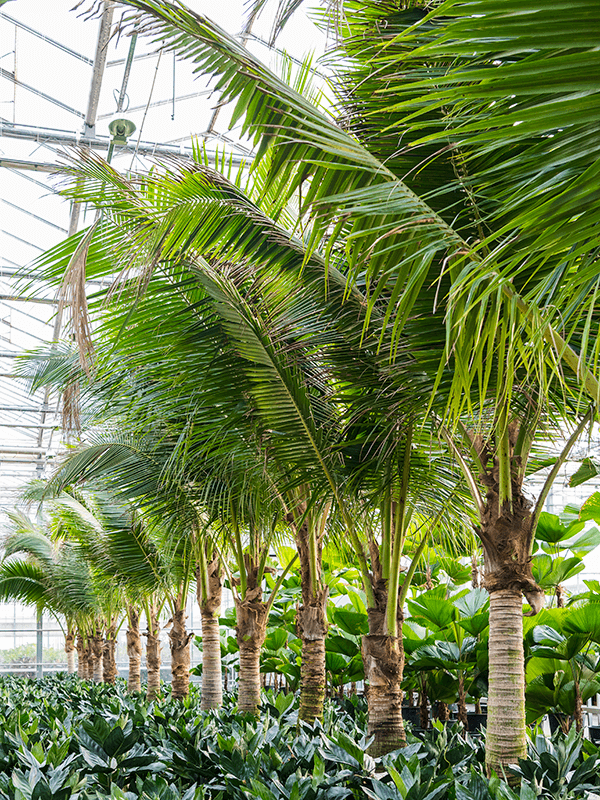 Tropical Coconut Cocos nucifera (425-475) Tall Indoor House Plants Trees
