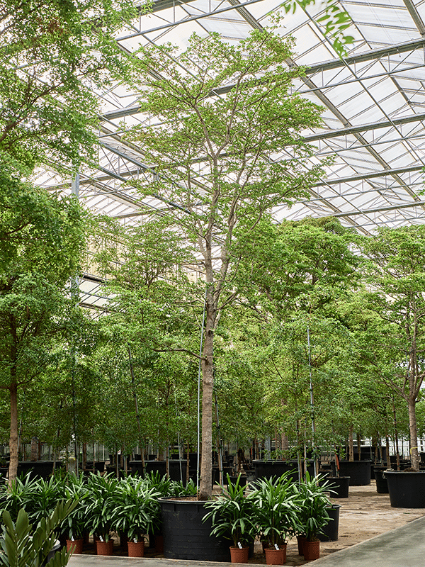 Tropical Black Olive Tree Bucida buceras 'Shady Lady' (800-900)