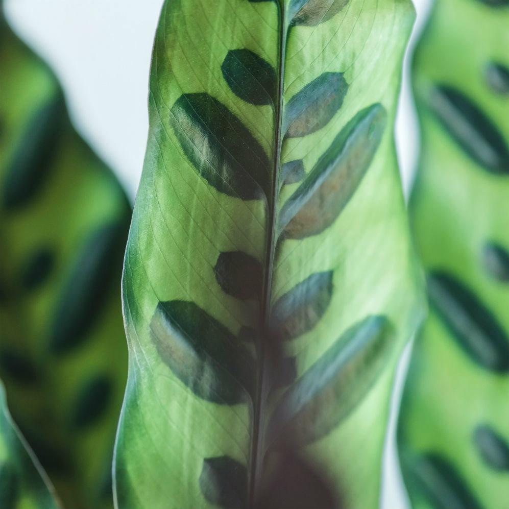 Calathea Lancifolia in LECHUZA QUADRO LS Self-watering Planter, Total Height 65 cm