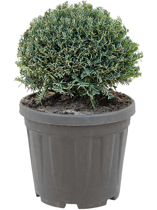 Photogenic English Yew Taxus baccata