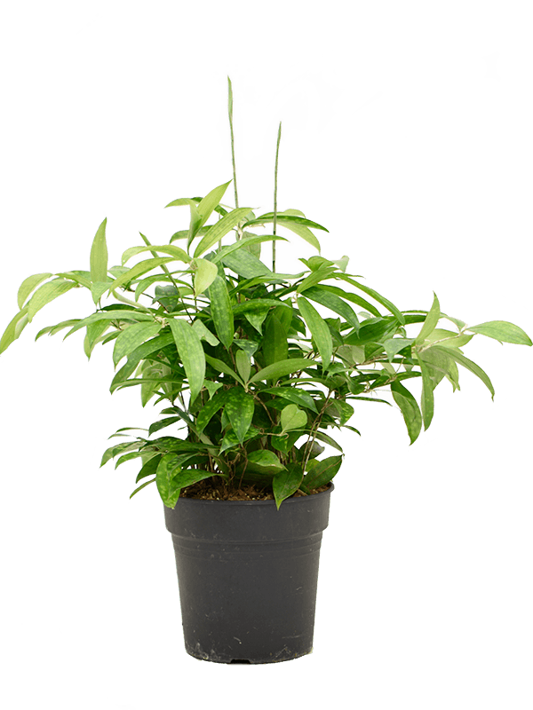 Easy-Care Spotted Gold Dust Dracaena surculosa (140-170) Indoor House Plants