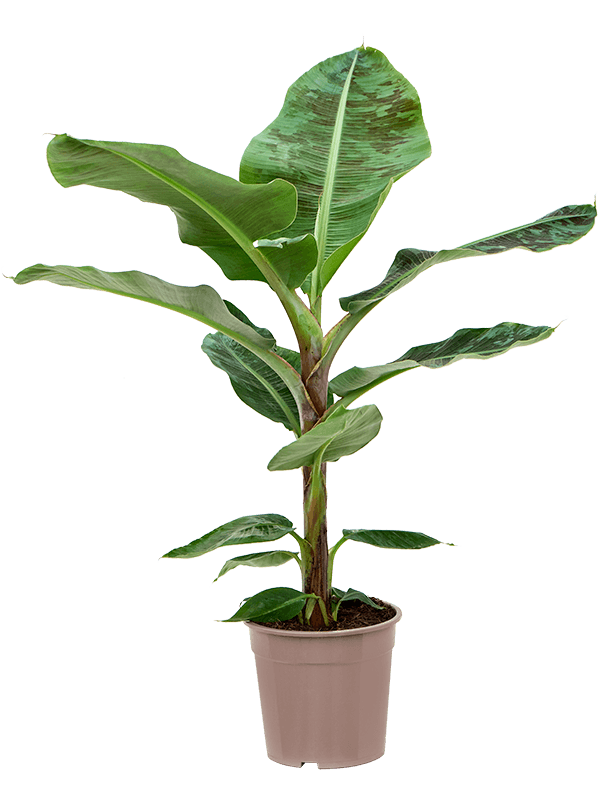 Lush Banana Plant Musa 'Dwarf Cavendish' Tall Indoor House Plants Trees