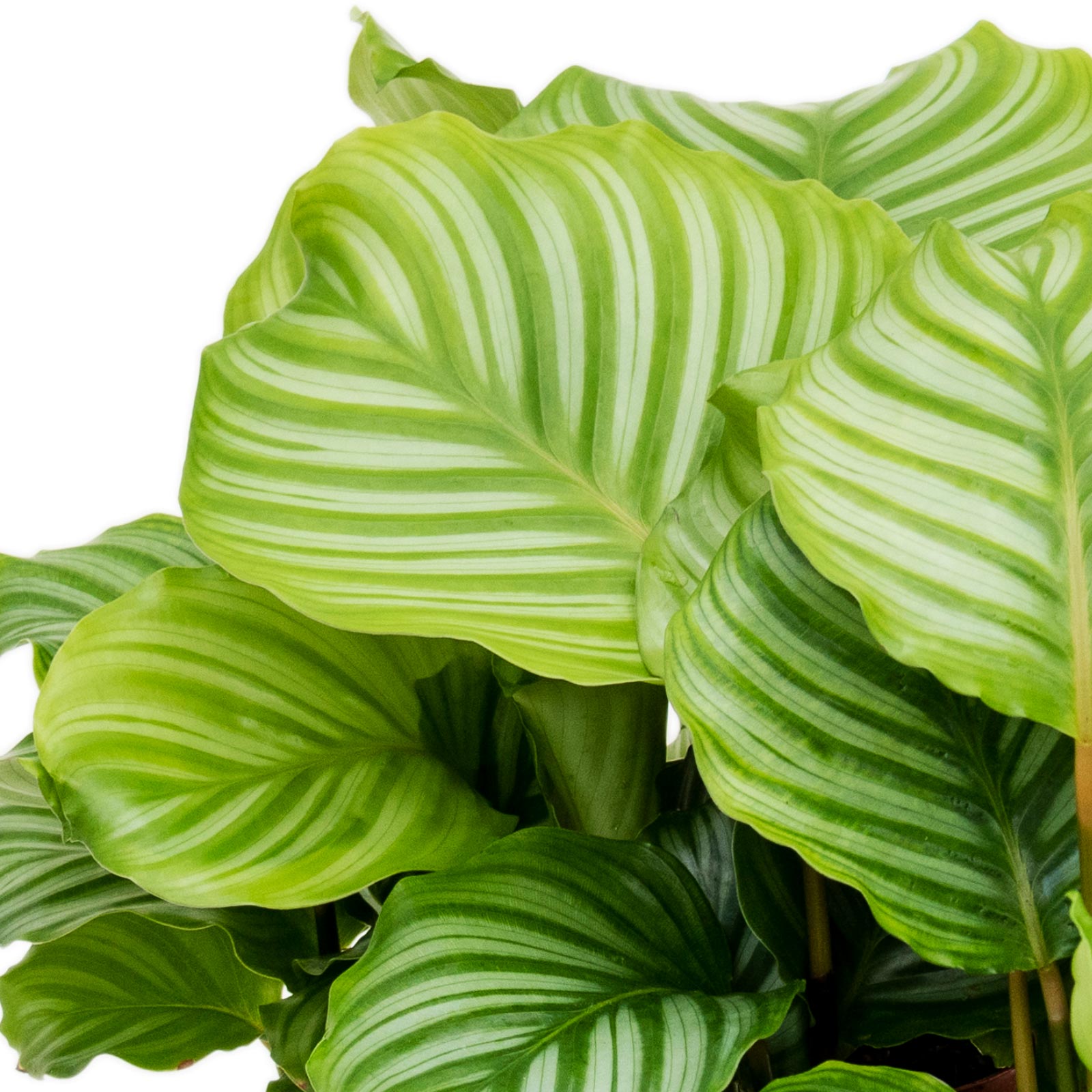 Photogenic Peacock Plant Calathea orbifolia Indoor House Plants