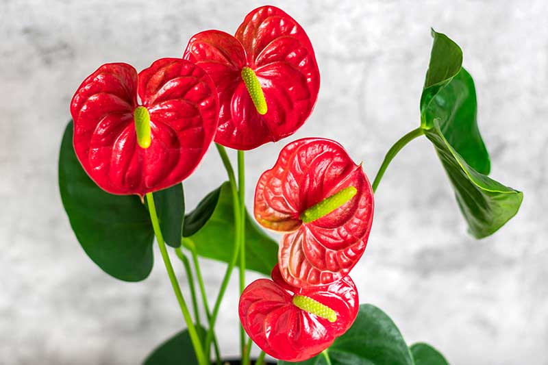 How to grow Anthurium: flower care at home