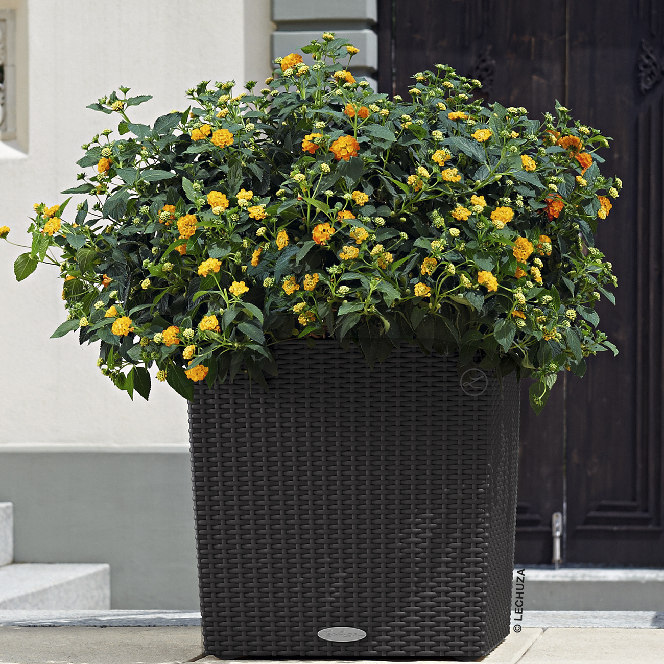 LECHUZA CUBE Cottage Square Poly Resin Self-watering Planter