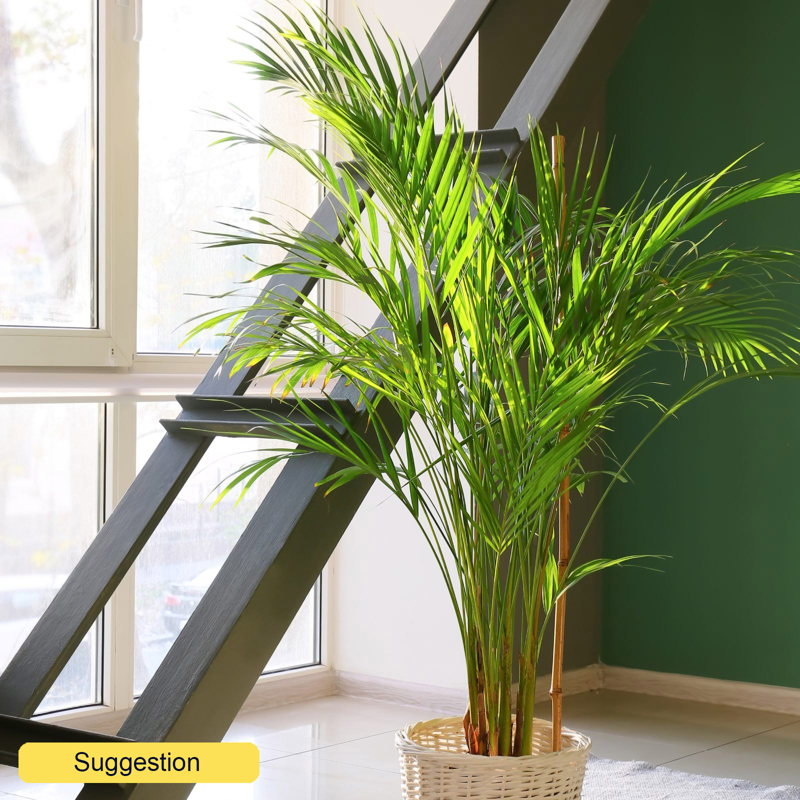 Tropical Golden Cane Palm Dypsis (Areca) lutescens Indoor House Plants