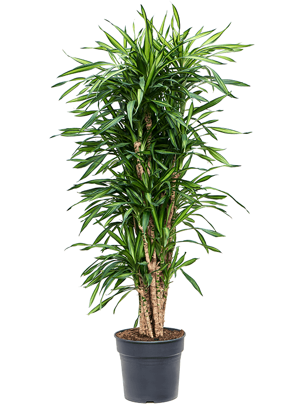 Easy-Care Corn Plant Dracaena fragrans 'Riki' Tall Indoor House Plants Trees