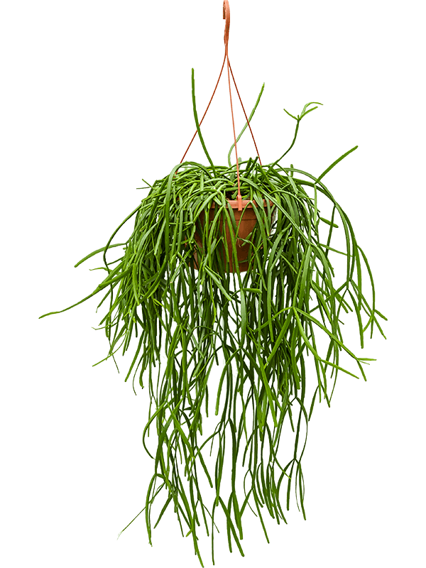 Easy-Care Mistletoe Cactus Rhipsalis trigona Indoor House Plants