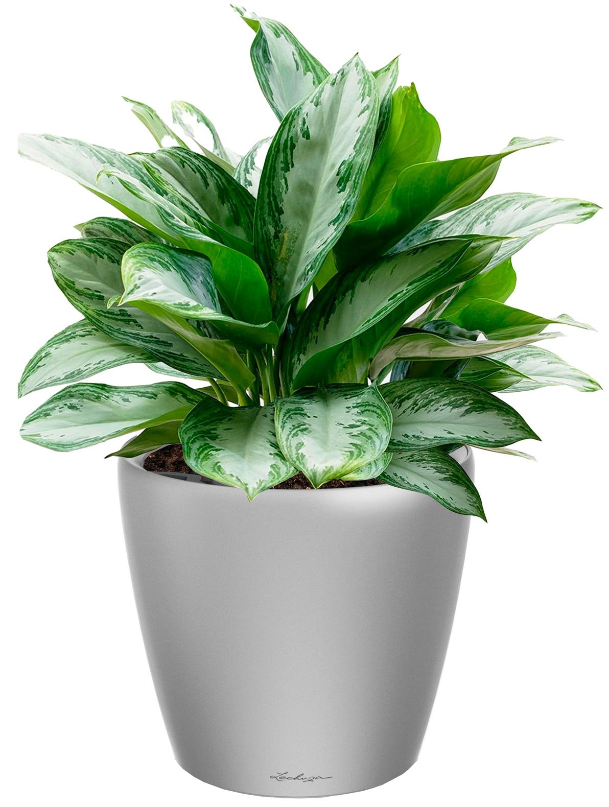 Aglaonema Silver Bay in LECHUZA CLASSICO LS Self-watering Planter, Total Height 90 cm