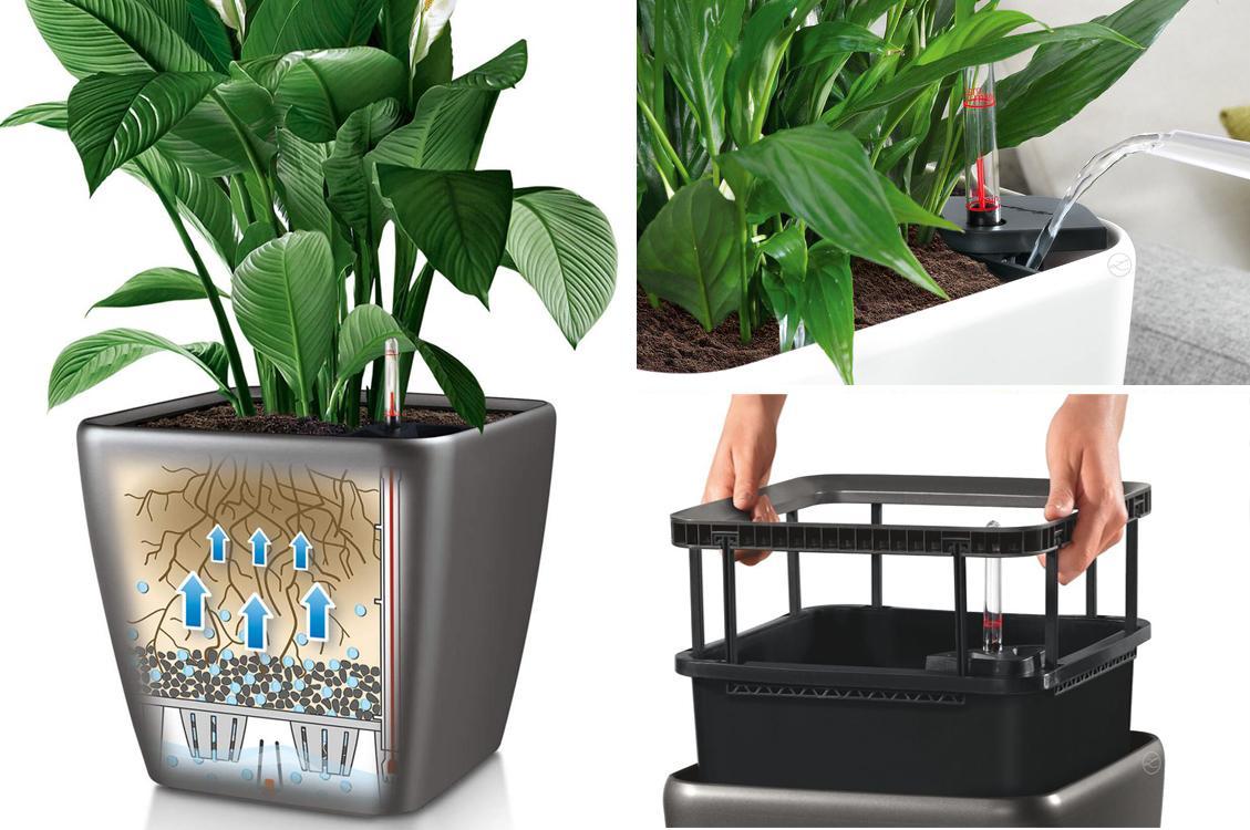 Calathea Lancifolia in LECHUZA QUADRO LS Self-watering Planter, Total Height 65 cm