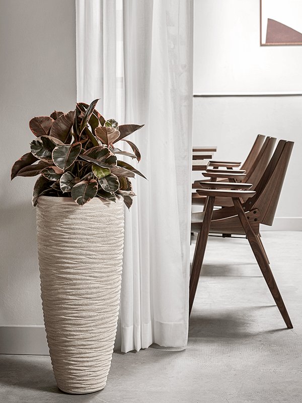 Lush Rubber Plant Ficus elastica 'Belize' Indoor House Plants