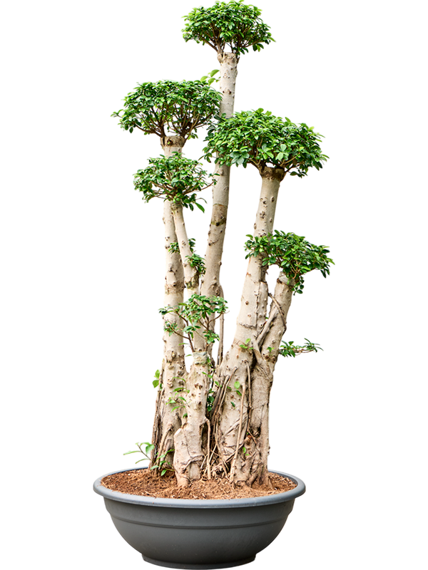 Lush Curtain Fig Ficus microcarpa 'Compacta' Tall Indoor House Plants Trees