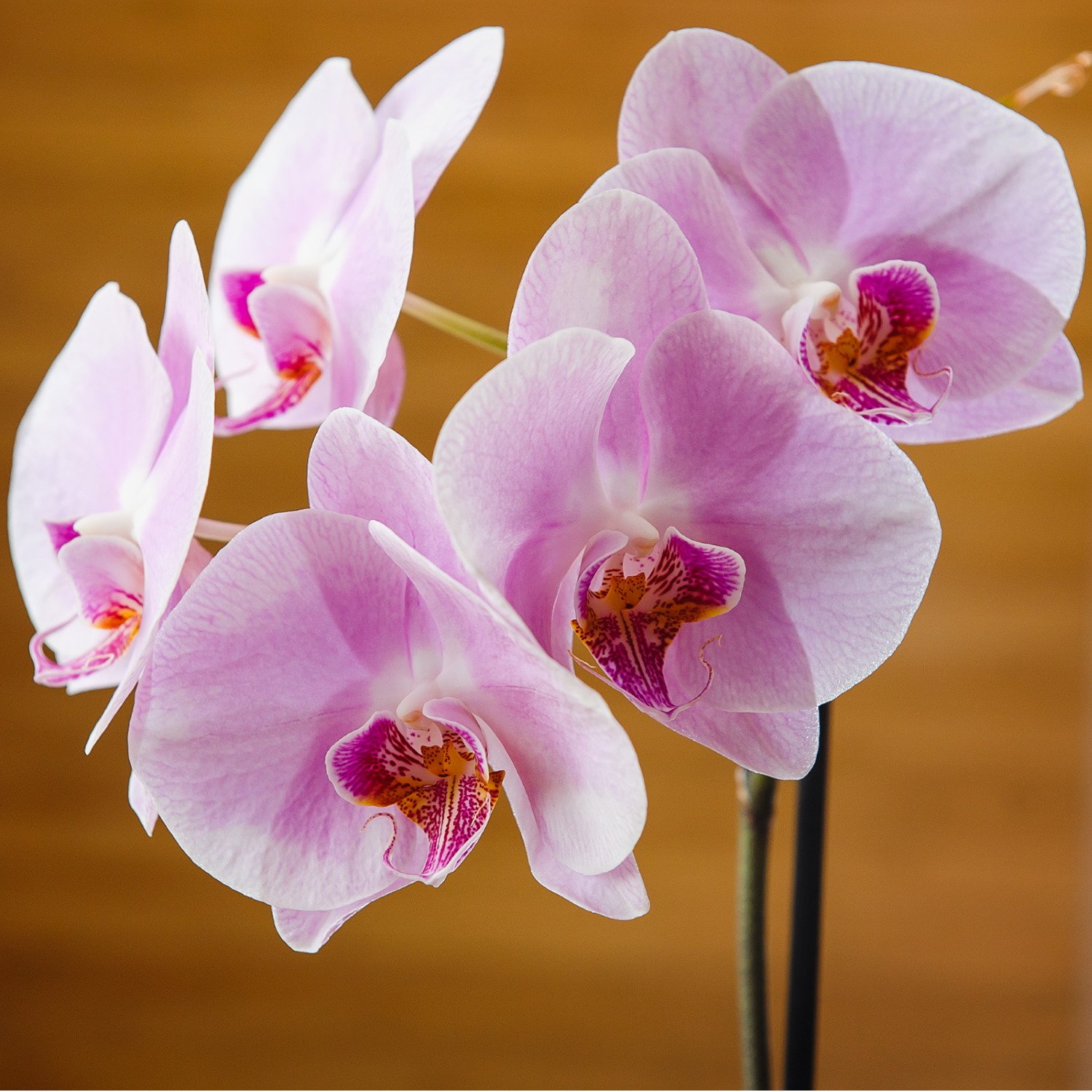Orchid Mist for Plant Care Fertiliser by Plantsmith