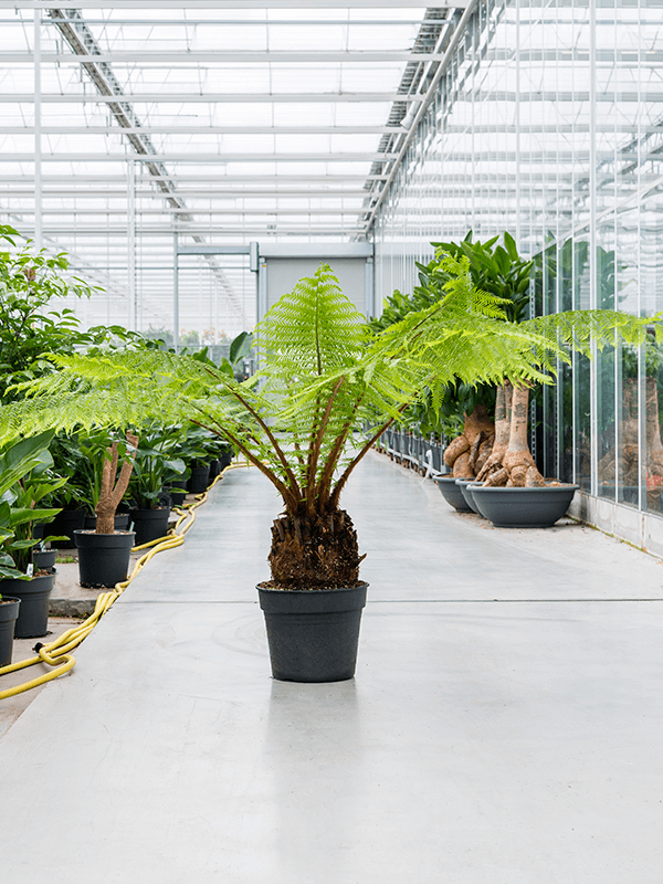 Lush Soft Tree Fern Dicksonia antarctica Tall Indoor House Plants Trees
