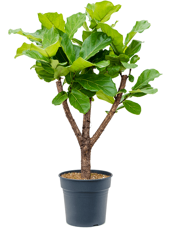 Lush Fiddle Leaf Fig Ficus lyrata Indoor House Plants