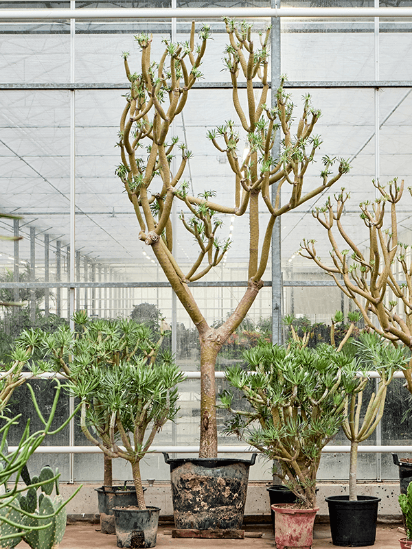 Easy-Care Candle Plant Senecio kleinia Indoor House Plants