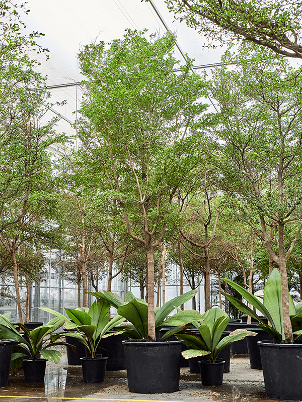 Tropical Black Olive Tree Bucida buceras 'Shady Lady' (800-900)