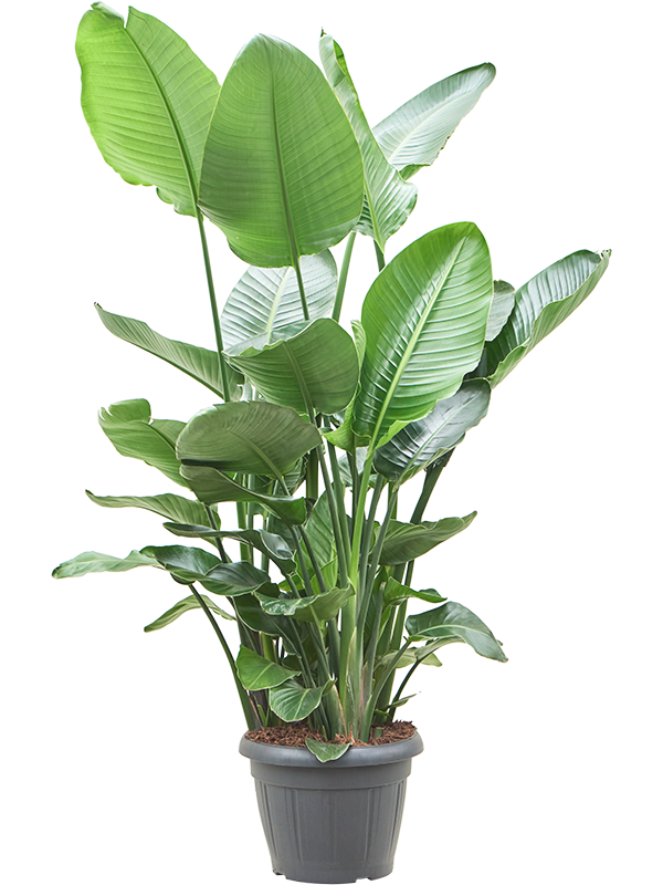 Tropical Bird of Paradise Strelitzia nicolai Indoor House Plants