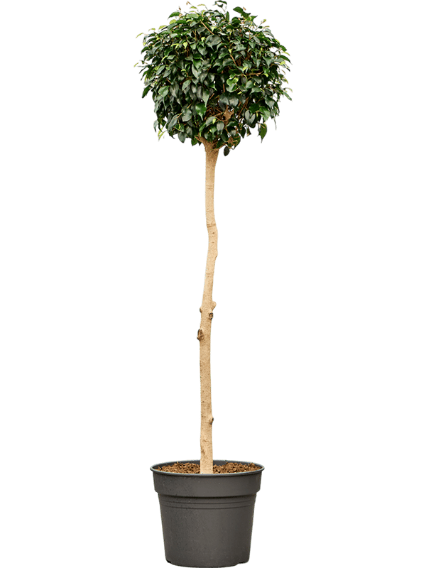Lush Weeping Fig Ficus benjamina 'Danielle' Indoor House Plants
