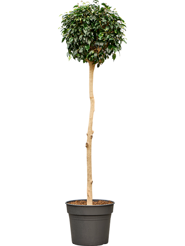 Lush Weeping Fig Ficus benjamina 'Danielle' Indoor House Plants