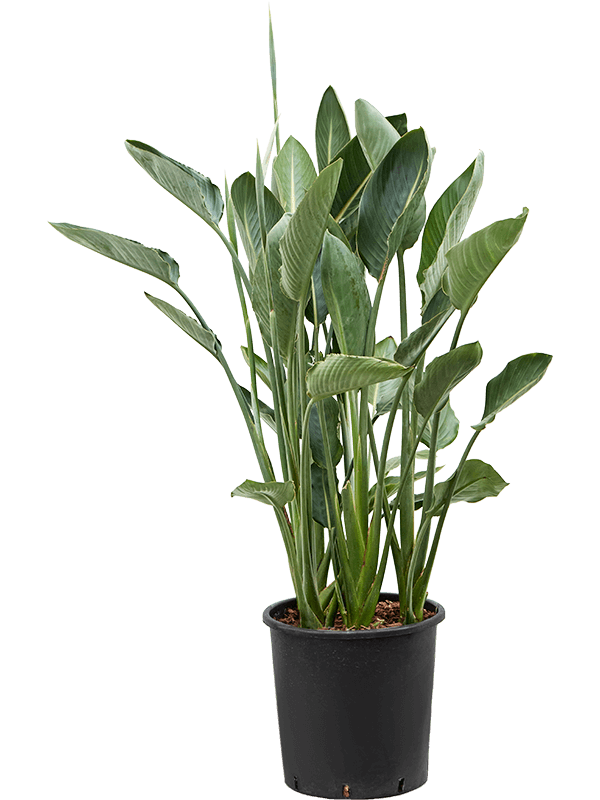 Tropical Bird of Paradise White Strelitzia Reginae Indoor House Plants