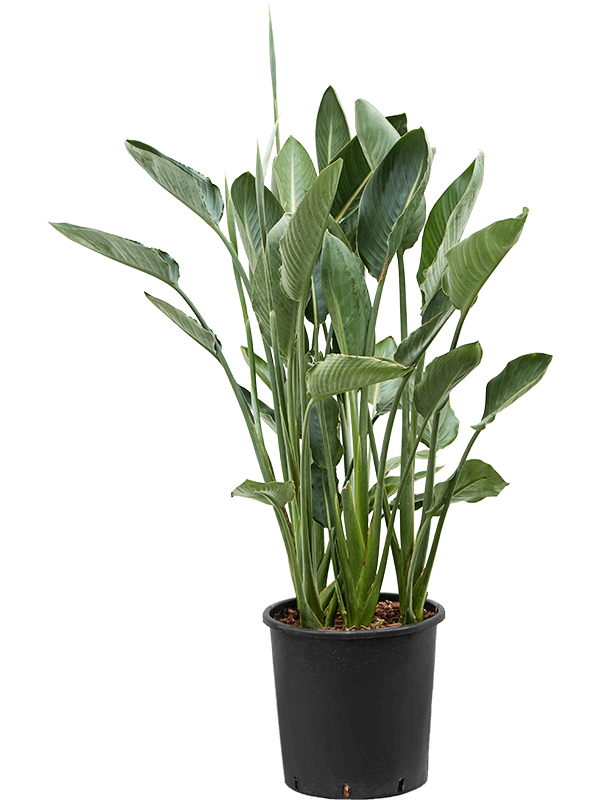 Tropical Bird of Paradise White Strelitzia Reginae Indoor House Plants