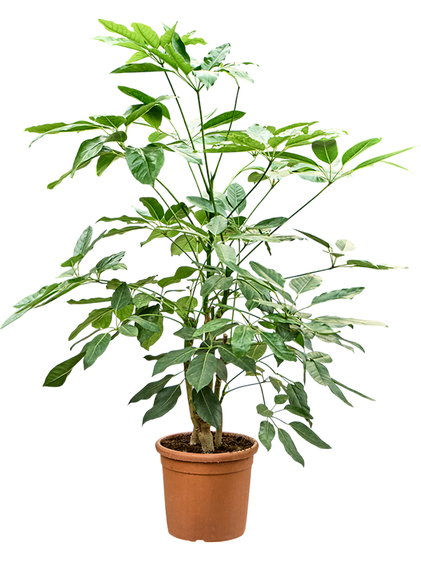 Cheerful Umbrella Tree Schefflera actinophylla 'Amate' Indoor House Plants