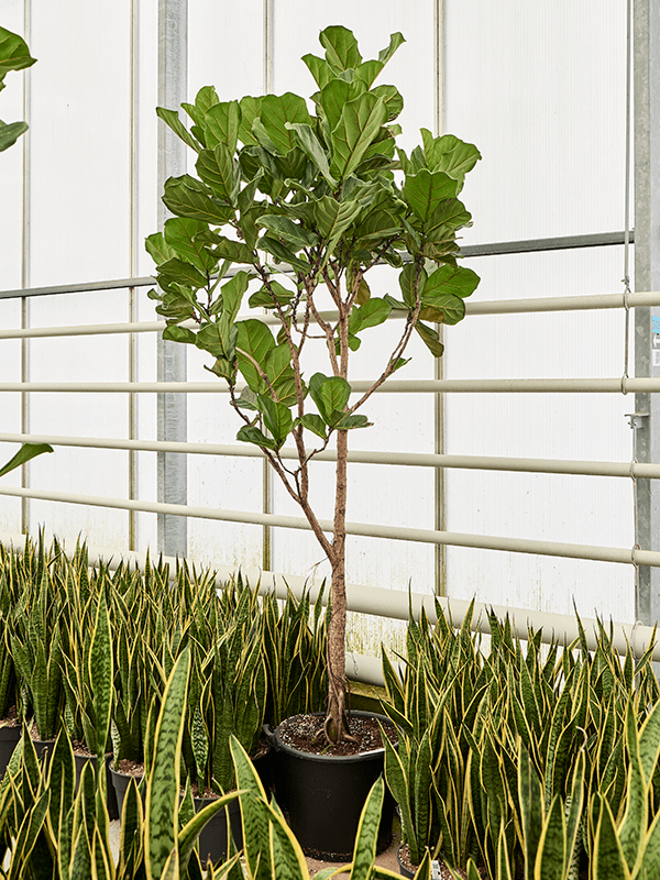Lush Fiddle Leaf Fig Ficus lyrata Indoor House Plants